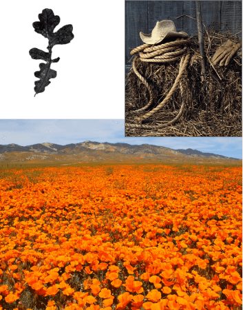 Collage of images featuring a cowboy hat, a pair of leather work gloves and a rope sit on top of a hay bale and a meadow abundant with bright orange poppies 