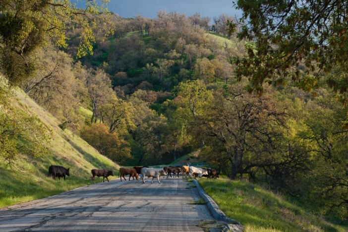 Cows cross the road at the Tejon Ranch property