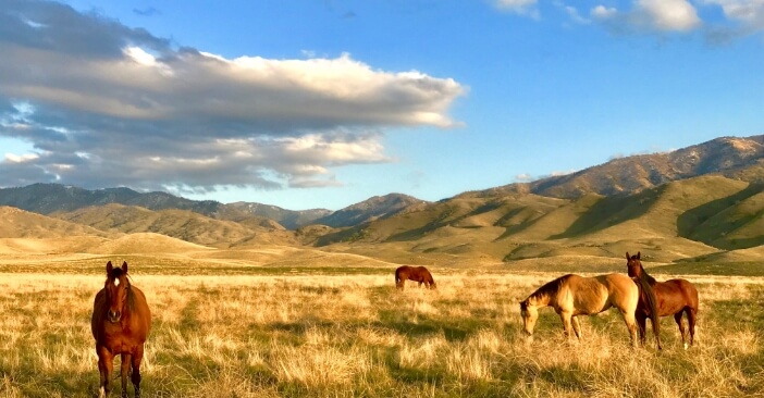Four horses enjoying the afternoon sun in the open grassland in Tejon Ranch