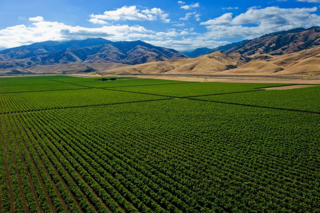 Expansive green Tejon Ranch vineyards with mountains in the background