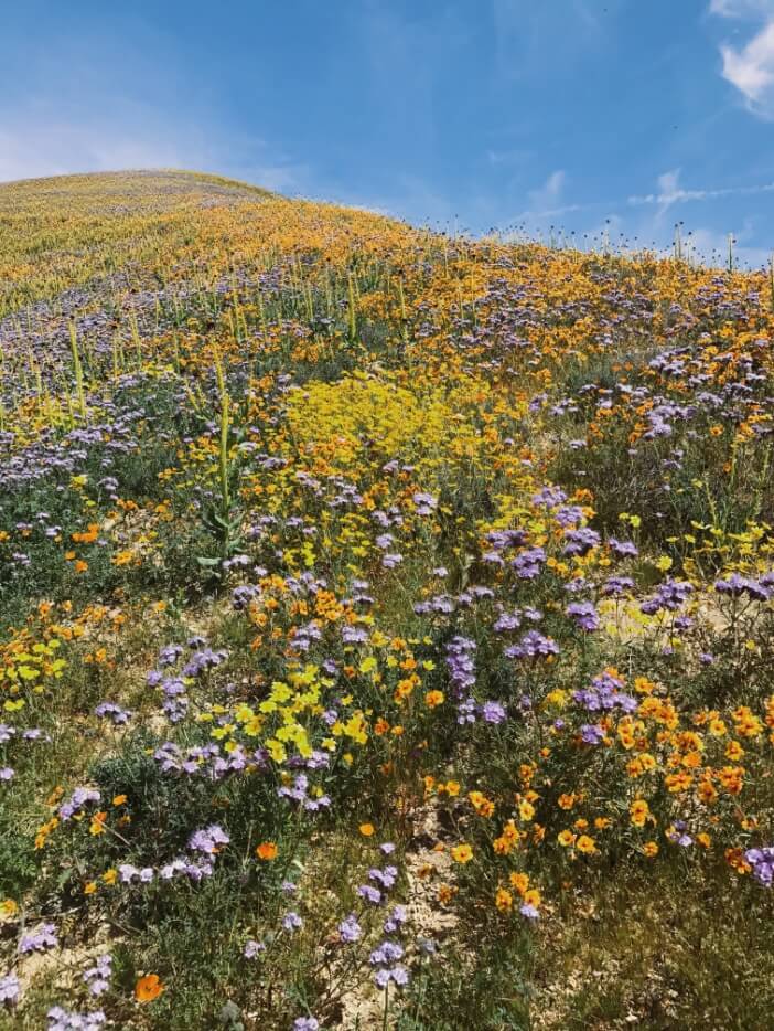 A meadow packed with vibrant, multi-colored flowers with blue sky overhead
