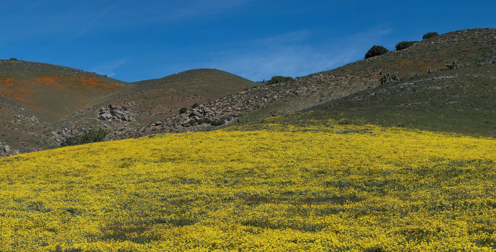 A vibrant yellow meadow meets rocky terrain in the natural landscape found in Tejon Ranch