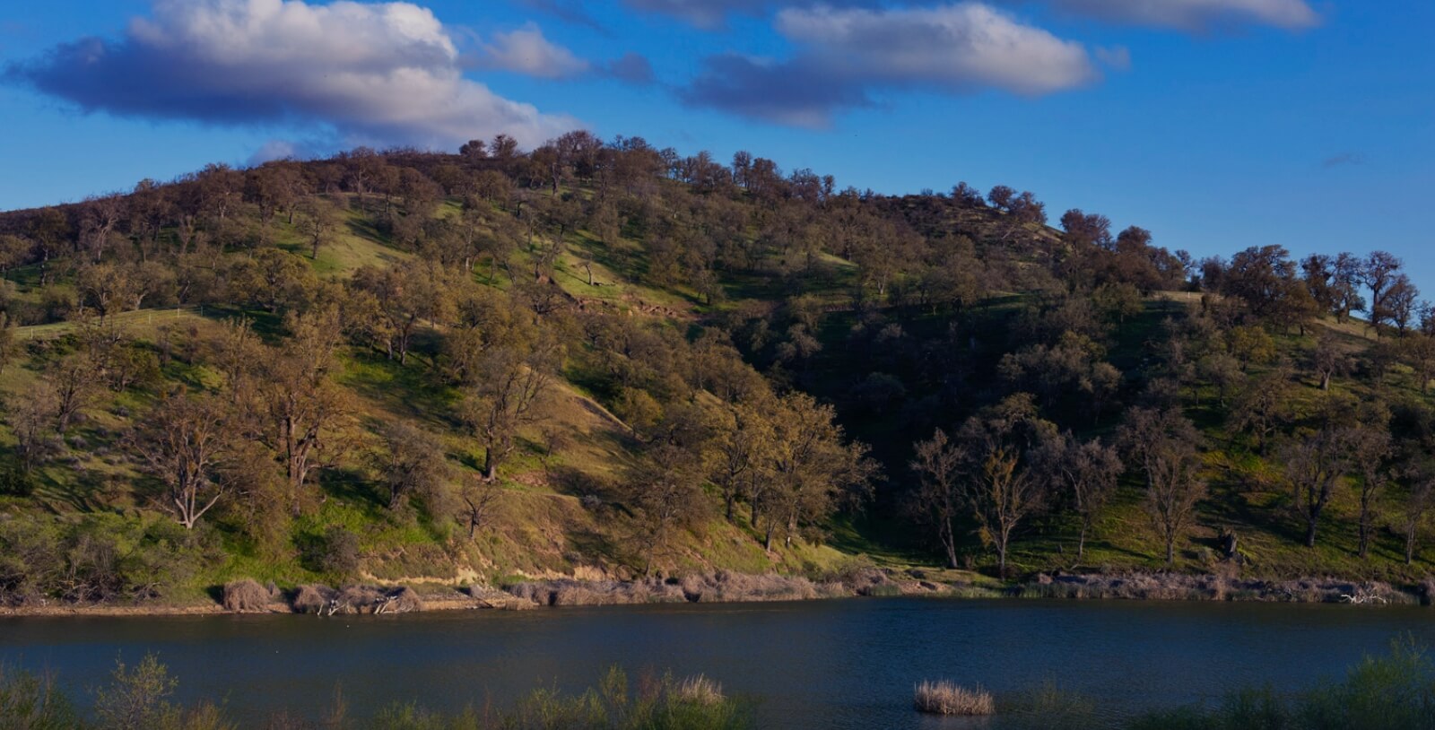 A wooded hillside overlooks a a running stream in Tejon Ranch