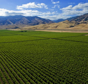 Tejon Ranch vineyards