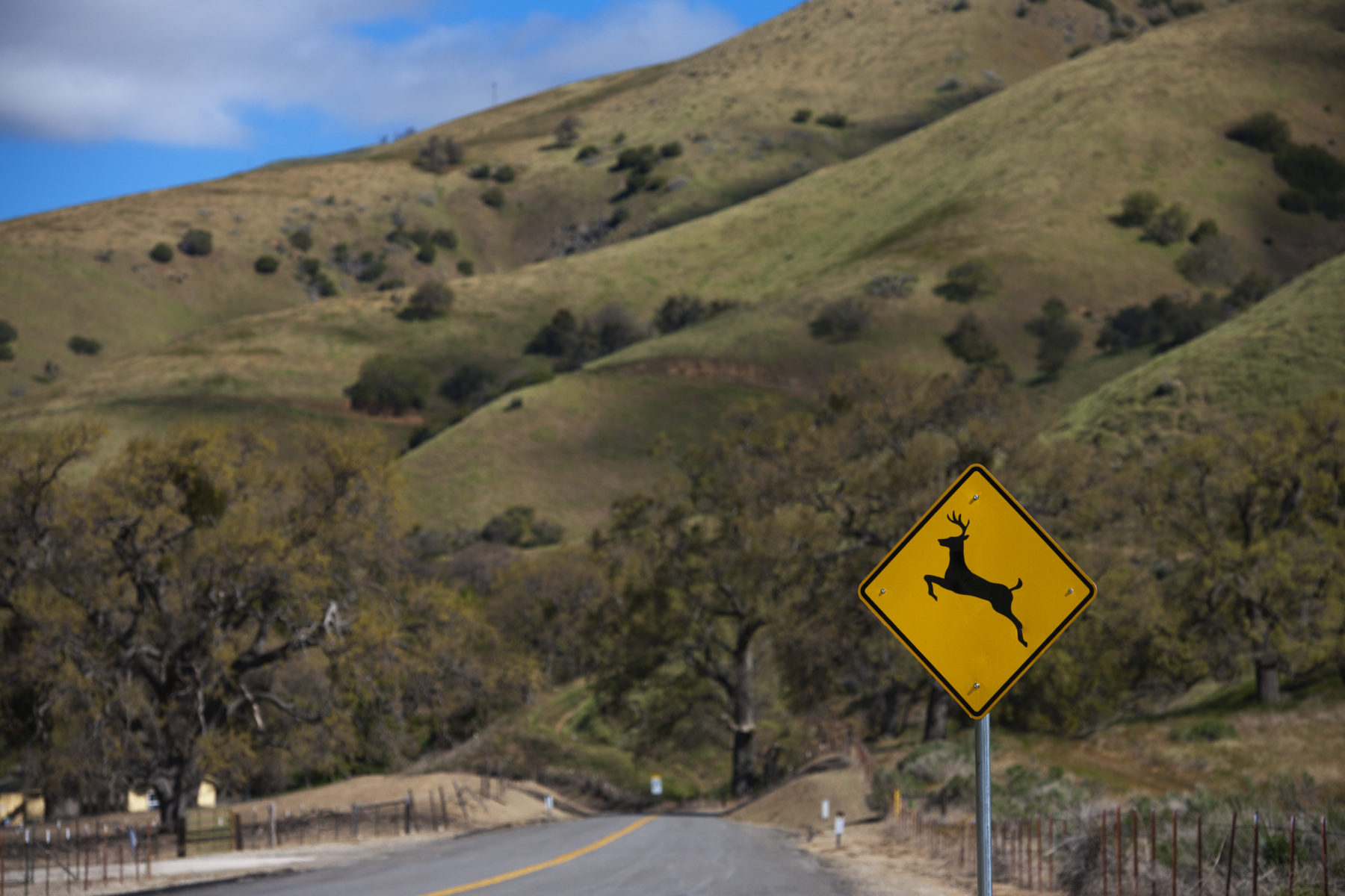 » Tejon Ranch Guided Junior Deer Hunts