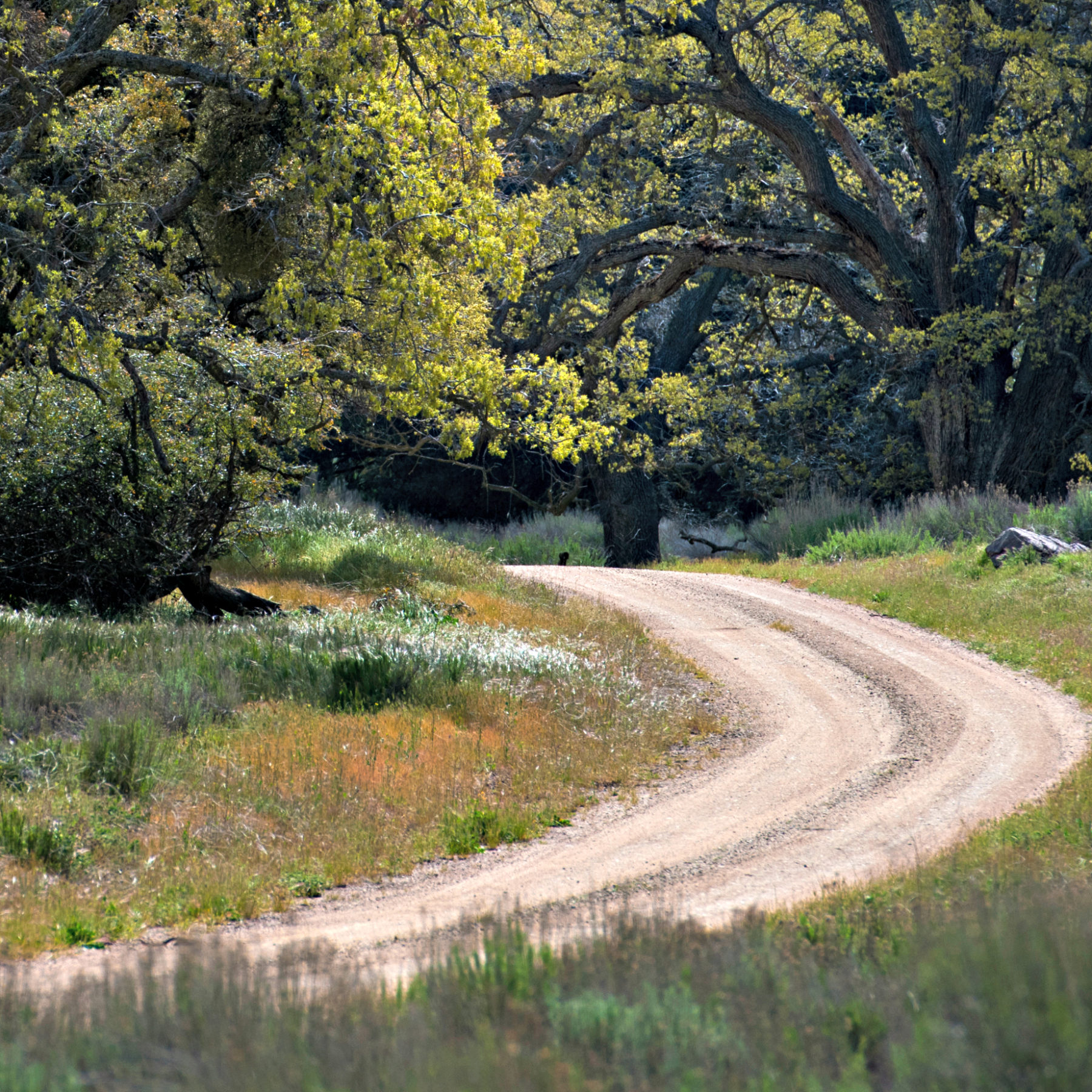 » Five Tips for a Fun, Safe Hike at Tejon Ranch